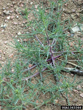Russian-thistle, Salsola tragus  (Caryophyllales: Chenopodiaceae) - 1363366