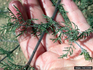 flixweed, Descurainia sophia  (Capparales: Brassicaceae) - 1363399