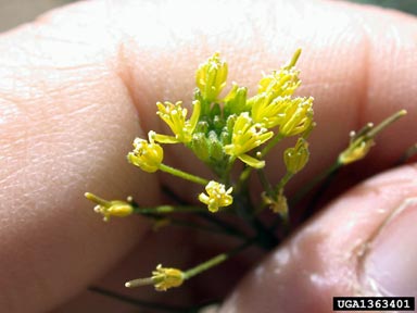 flixweed, Descurainia sophia  (Capparales: Brassicaceae) - 1363401