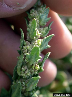 western seepweed, Suaeda calceoliformis  (Caryophyllales: Chenopodiaceae) - 1363423