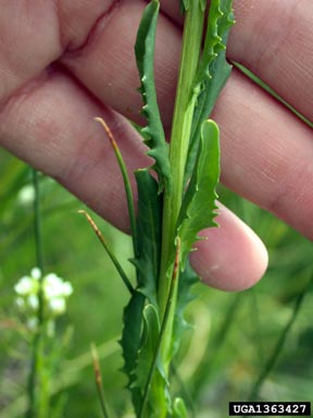 field pennycress, Thlaspi arvense  (Capparales: Brassicaceae) - 1363427