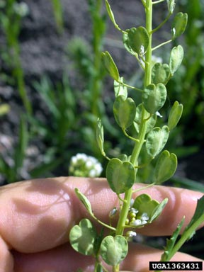 field pennycress, Thlaspi arvense  (Capparales: Brassicaceae) - 1363431
