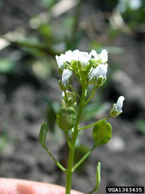 field pennycress, Thlaspi arvense  (Capparales: Brassicaceae) - 1363435