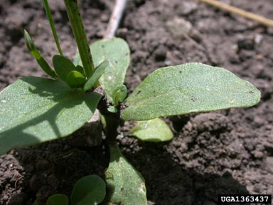 field pennycress, Thlaspi arvense  (Capparales: Brassicaceae) - 1363437