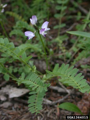alpine milkvetch, Astragalus alpinus  (Fabales: Fabaceae (Leguminosae)) - 1364015