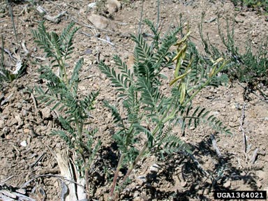 Drummond's milkvetch, Astragalus drummondii  (Fabales: Fabaceae (Leguminosae)) - 1364021