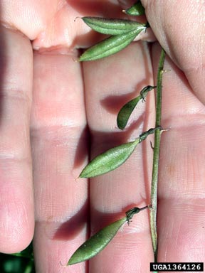 Robbins' milkvetch, Astragalus robbinsii  (Fabales: Fabaceae (Leguminosae)) - 1364126