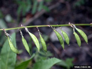 Robbins' milkvetch, Astragalus robbinsii  (Fabales: Fabaceae (Leguminosae)) - 1364138