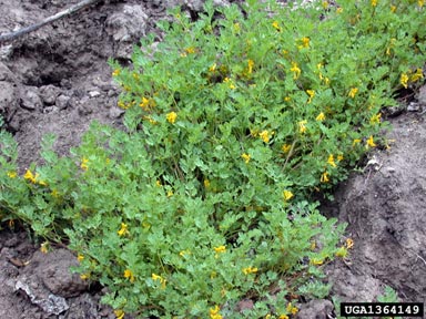scrambled eggs, Corydalis aurea  (Papaverales: Fumariaceae) - 1364149