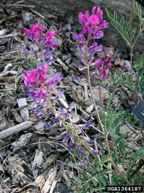 boreal sweetvetch, Hedysarum boreale  (Fabales: Fabaceae (Leguminosae)) - 1364187