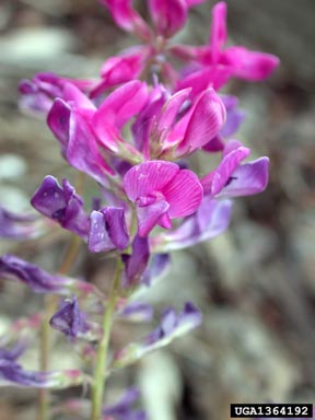 boreal sweetvetch, Hedysarum boreale  (Fabales: Fabaceae (Leguminosae)) - 1364192