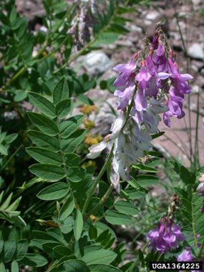 western sweetvetch, Hedysarum occidentale  (Fabales: Fabaceae (Leguminosae)) - 1364225