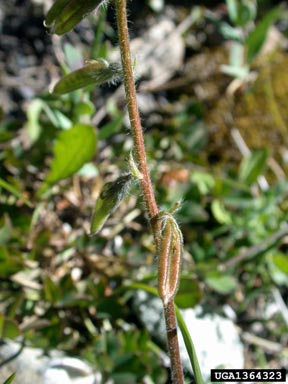 nodding locoweed, Oxytropis deflexa  (Fabales: Fabaceae (Leguminosae)) - 1364323
