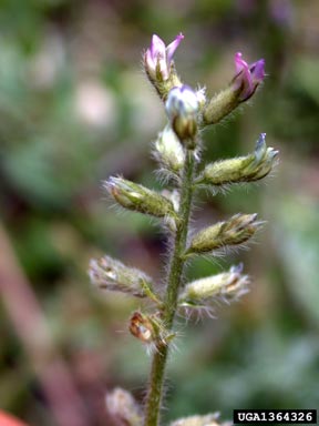 nodding locoweed, Oxytropis deflexa  (Fabales: Fabaceae (Leguminosae)) - 1364325