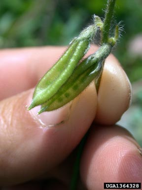 nodding locoweed, Oxytropis deflexa  (Fabales: Fabaceae (Leguminosae)) - 1364328