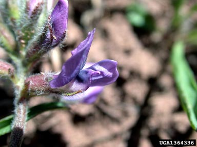 nodding locoweed, Oxytropis deflexa  (Fabales: Fabaceae (Leguminosae)) - 1364336