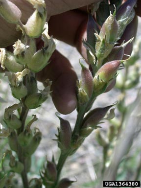 white locoweed, Oxytropis sericea  (Fabales: Fabaceae (Leguminosae)) - 1364380