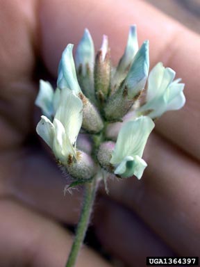 viscid locoweed, Oxytropis borealis var. viscida (Fabales: Fabaceae (Leguminosae)) - 1364397