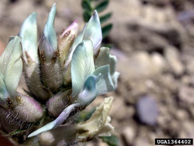 viscid locoweed, Oxytropis borealis var. viscida (Fabales: Fabaceae (Leguminosae)) - 1364402