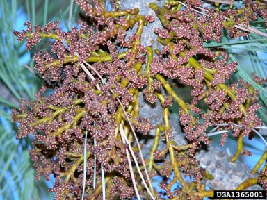 pineland dwarf mistletoe, Arceuthobium vaginatum ssp. cryptopodum (Santalales: Viscaceae) - 1365001