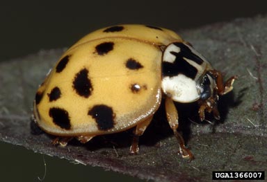 multicolored Asian lady beetle, Harmonia axyridis  (Coleoptera: Coccinellidae) - 1366007