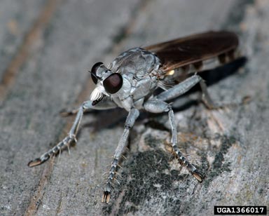 robber flies,    (Diptera: Asilidae) - 1366017