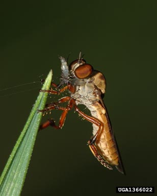 robber fly, Holcocephala fusca  (Diptera: Asilidae) - 1366022