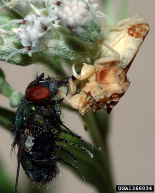 ambush bug, Phymata americana  (Hemiptera: Reduviidae) - 1366034