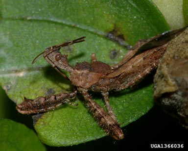 spined assassin bug, Sinea diadema  (Hemiptera: Reduviidae) - 1366036