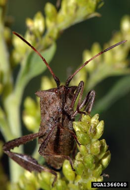leaf-footed bug,    (Hemiptera: Coreidae) - 1366040