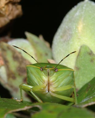 green stink bug, Acrosternum hilare  (Hemiptera: Pentatomidae) - 1366042