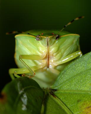green stink bug, Acrosternum hilare  (Hemiptera: Pentatomidae) - 1366043