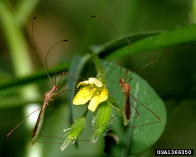 stilt bugs, Jalysus spp.  (Hemiptera: Berytidae) - 1366050