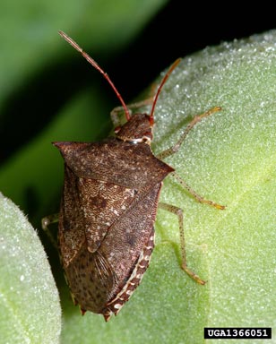 dusky stink bug, Euschistus tristigmus  (Hemiptera: Pentatomidae) - 1366051