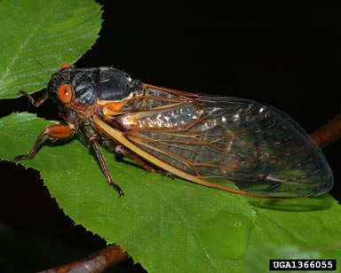periodical cicada, Magicicada septendecim  (Hemiptera: Cicadidae) - 1366055