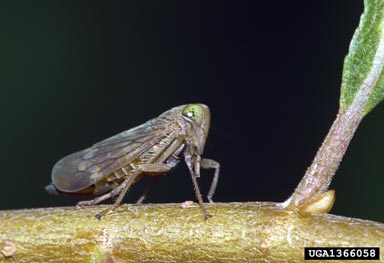 leafhoppers,    (Hemiptera: Cicadellidae) - 1366058