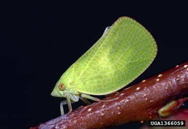 leafhoppers,    (Hemiptera: Cicadellidae) - 1366059