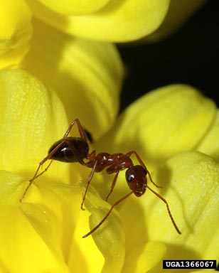 red ant, Formica pallidefulva  (Hymenoptera: Formicidae) - 1366067