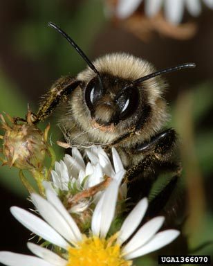 bumble bees, Bombus spp.  (Hymenoptera: Apidae) - 1366070