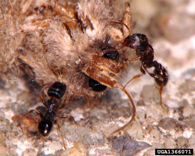 ants,    (Hymenoptera: Formicidae) - 1366071