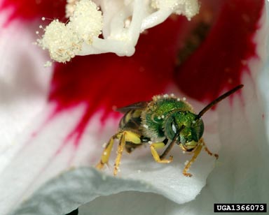 sweat bee, Agapostemon virescens  (Hymenoptera: Halictidae) - 1366073