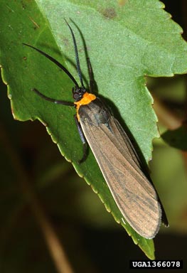 ctenuchid moth, Ctenucha virginica  (Lepidoptera: Arctiidae) - 1366078
