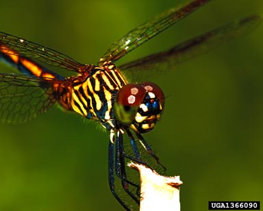 blue dasher, Pachydiplax longipennis  (Odonata: Libellulidae) - 1366090