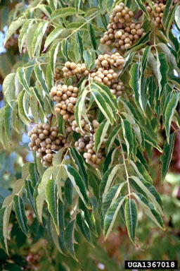 Amur corktree, Phellodendron amurense  (Sapindales: Rutaceae) - 1367018