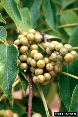 Amur corktree, Phellodendron amurense  (Sapindales: Rutaceae) - 1367019