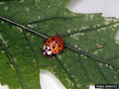 multicolored Asian lady beetle, Harmonia axyridis  (Coleoptera: Coccinellidae) - 1368033