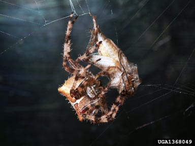 orb weaver, Neoscona crucifera  (Araneae: Araneidae) - 1368049