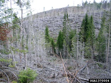 wind (  ) on Norway spruce (Picea abies ) - 1370004
