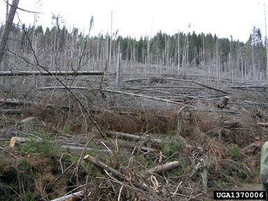 wind (  ) on Norway spruce (Picea abies ) - 1370006