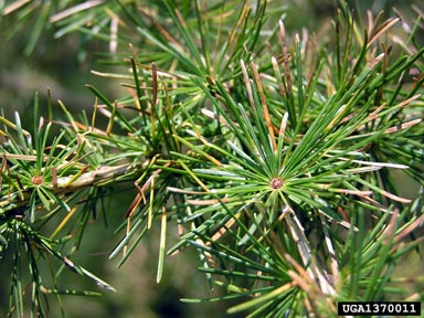 adelgid (Adelges viridis ) on European larch (Larix decidua ) - 1370011